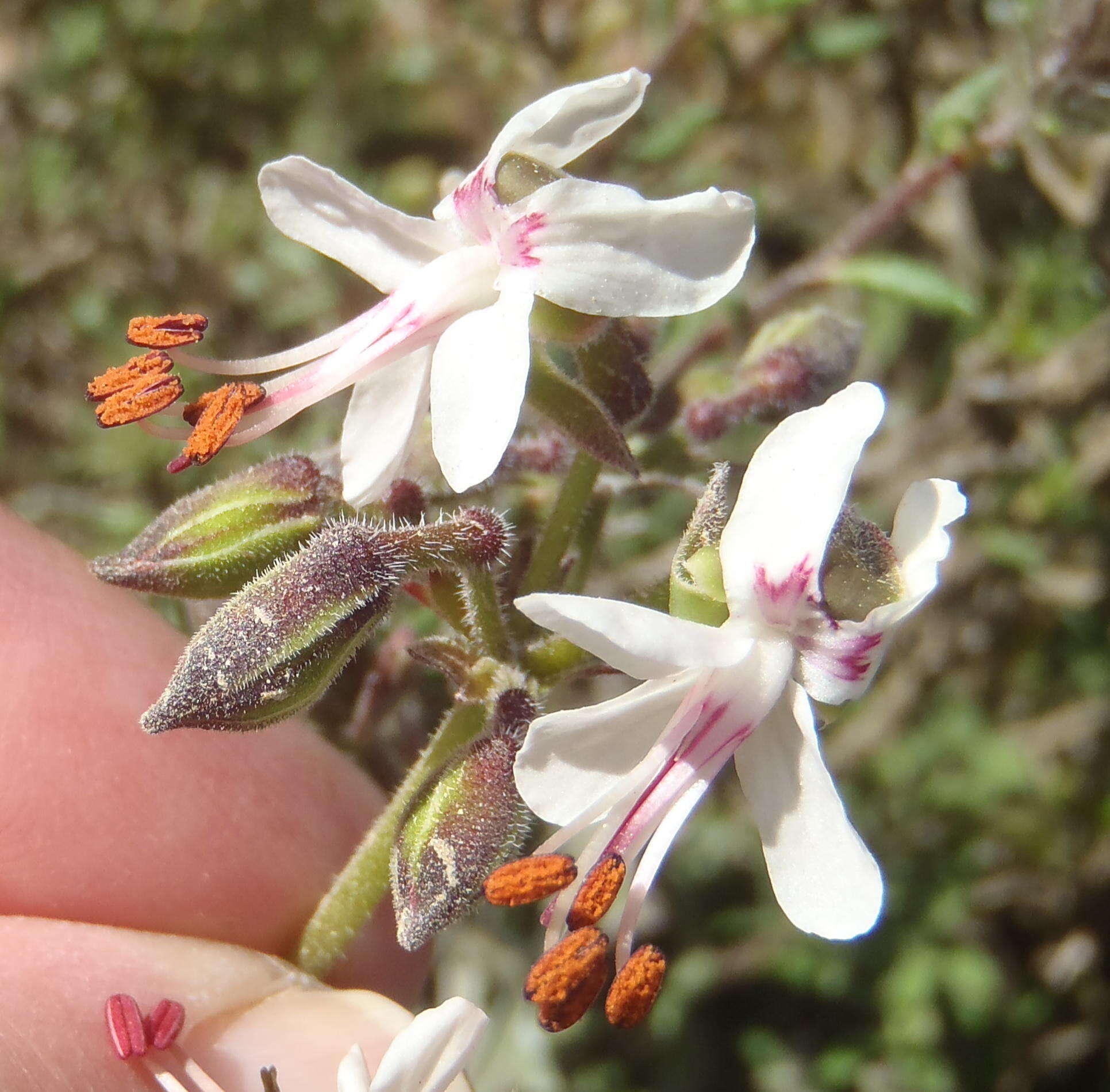 Image of Pelargonium laxum (Sweet) G. Don