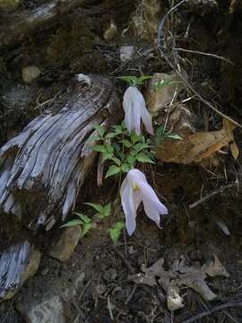 Image of rock clematis