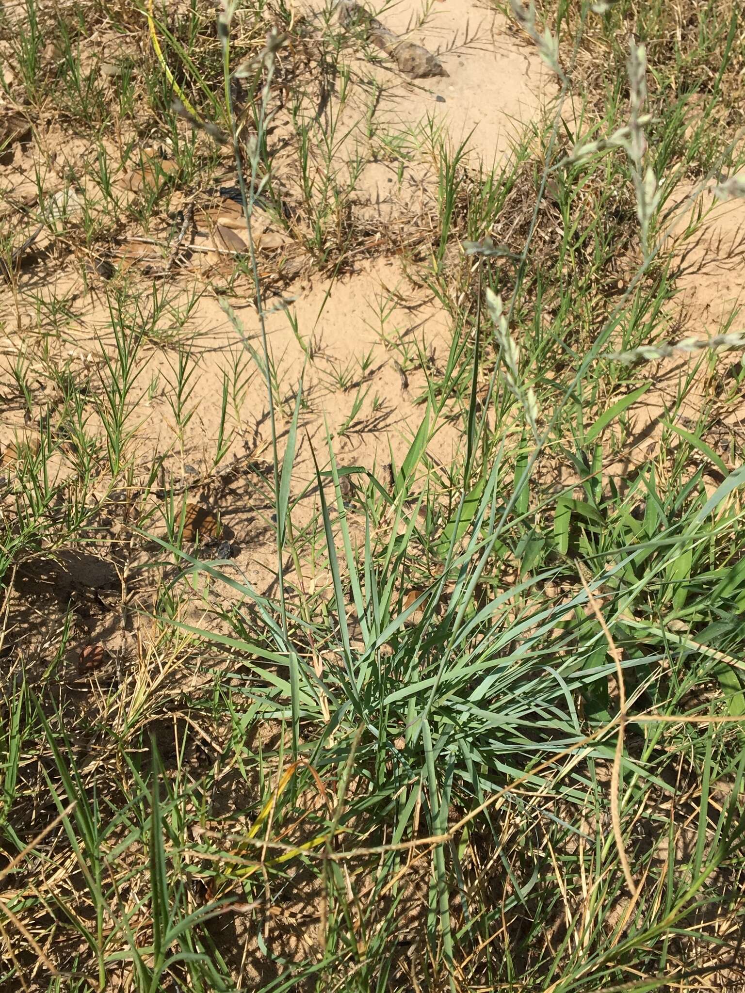 Image of Red Love Grass