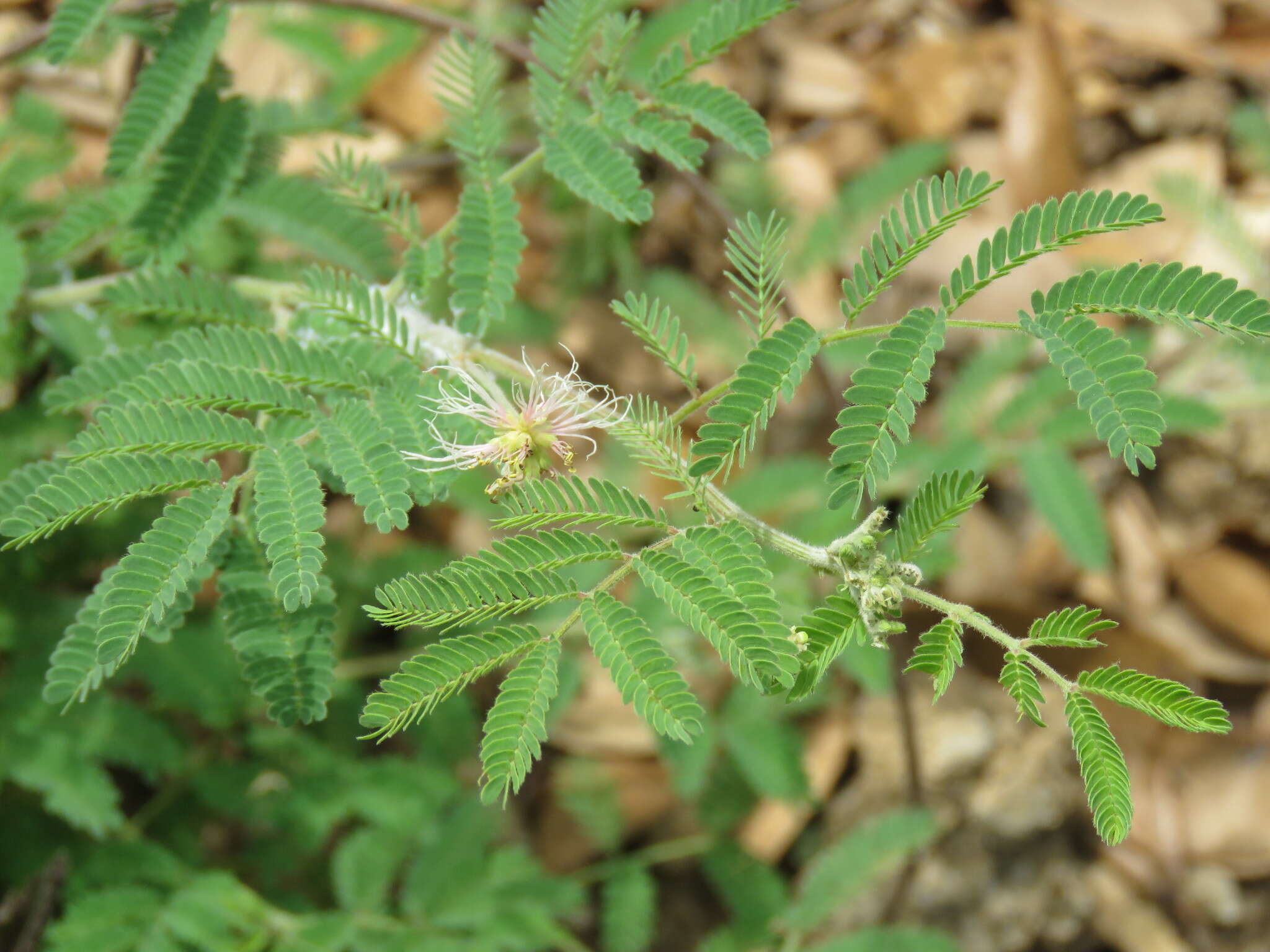 Desmanthus velutinus Scheele resmi