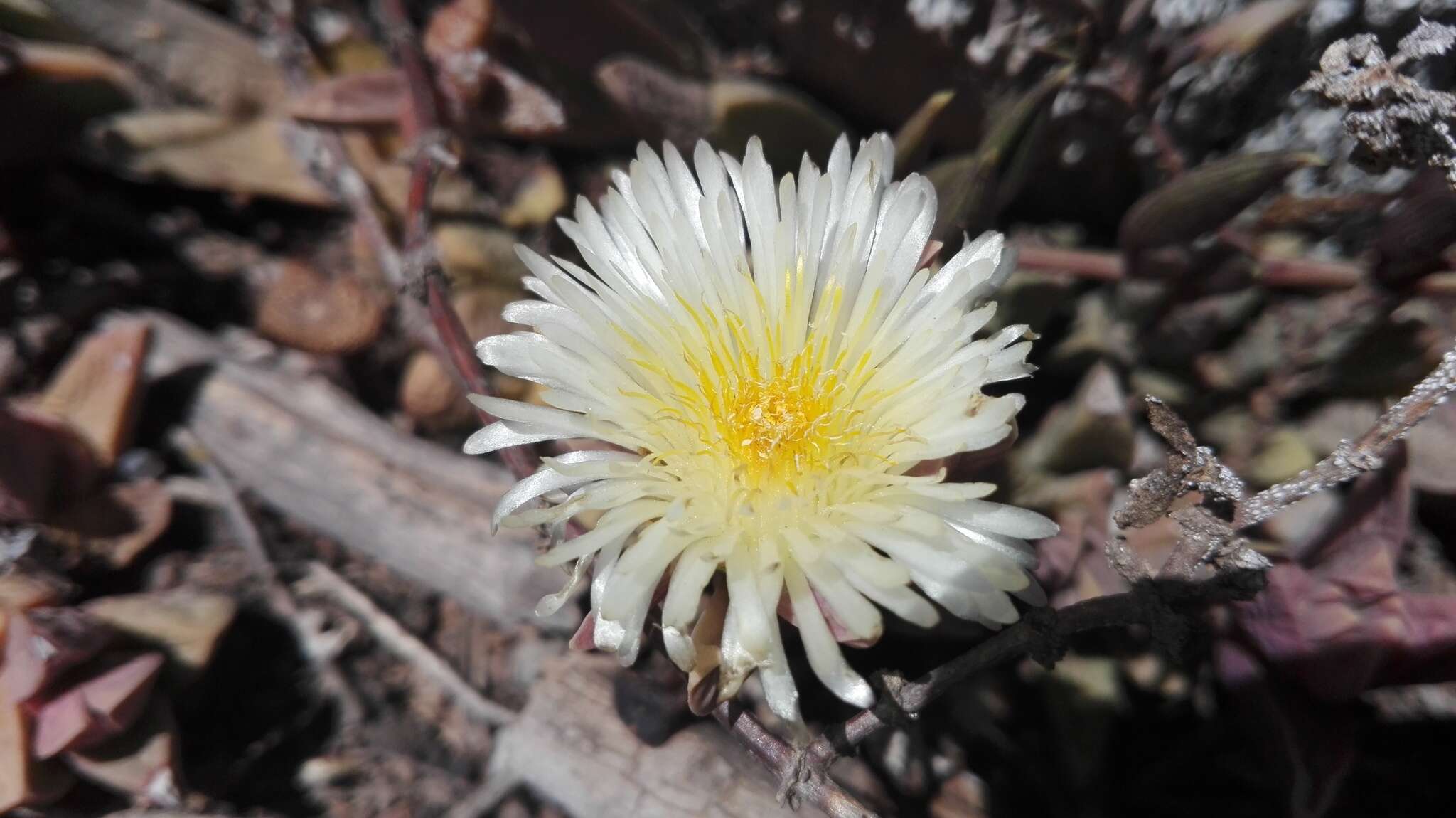 Image of Corpuscularia lehmannii (Eckl. & Zeyh.) Schwant.