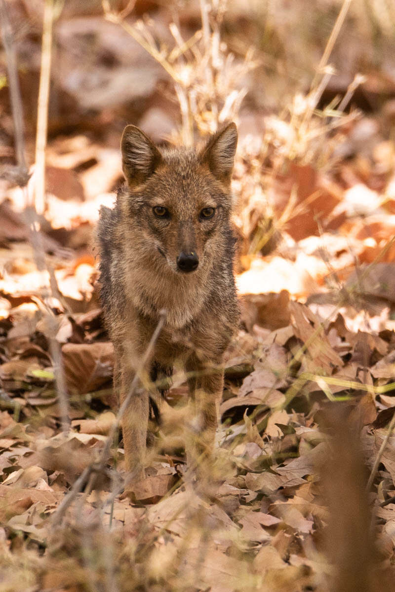 Слика од Canis aureus indicus Hodgson 1833