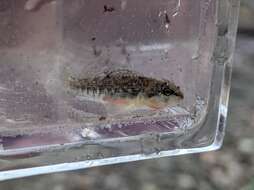 Image of Mud Darter