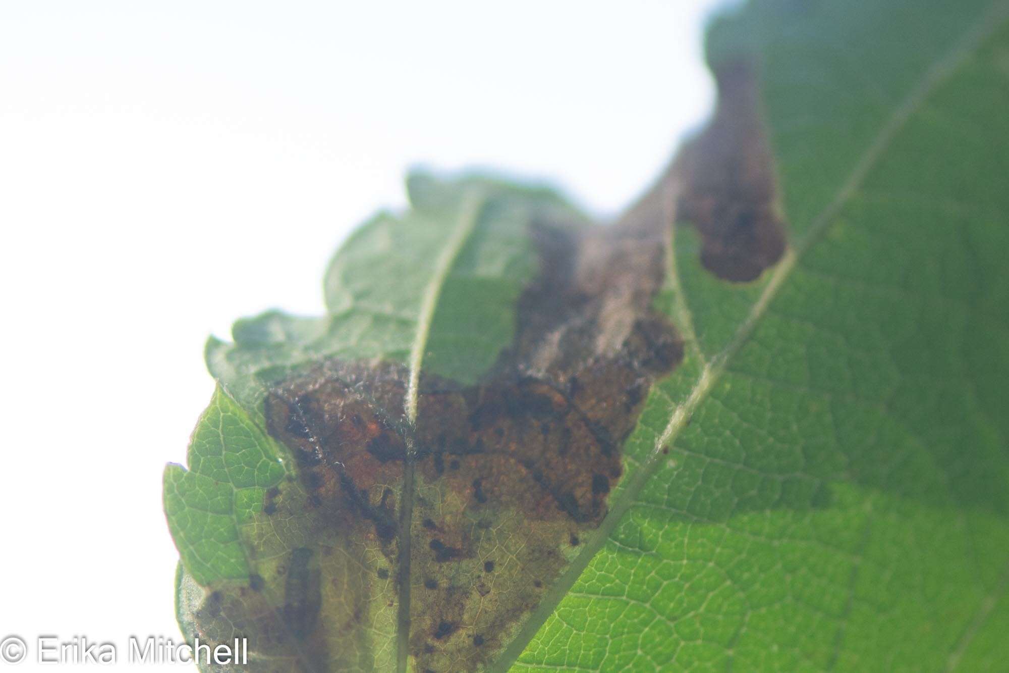 Image of Maple Leafblotch Miner