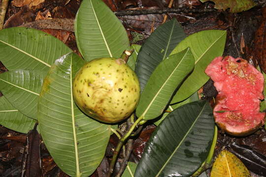 Слика од Ficus gigantosyce Dugand