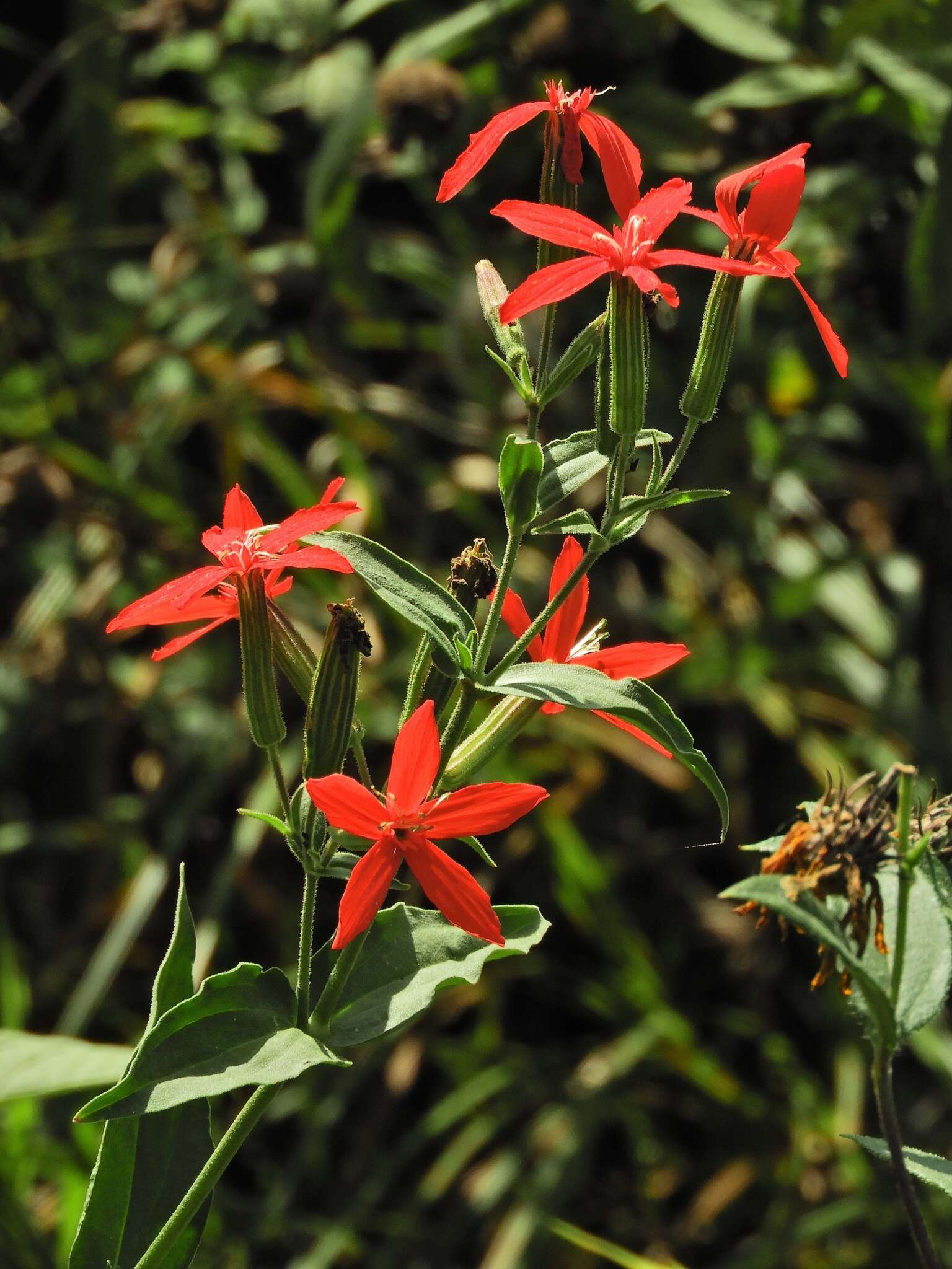 Image of royal catchfly