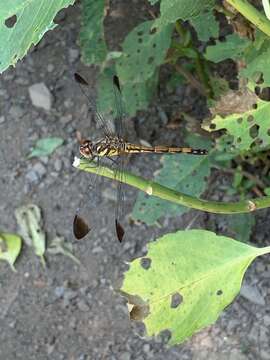 Image of Sympetrum infuscatum (Selys 1883)