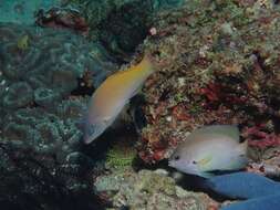 Image of Half-grey wrasse