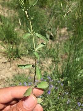 Image of Veronica orientalis Mill.