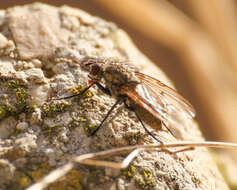 Anthomyia liturata (Robineau-Desvoidy 1830)的圖片