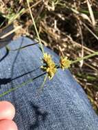 Слика од Cyperus acuminatus Torr. & Hook.