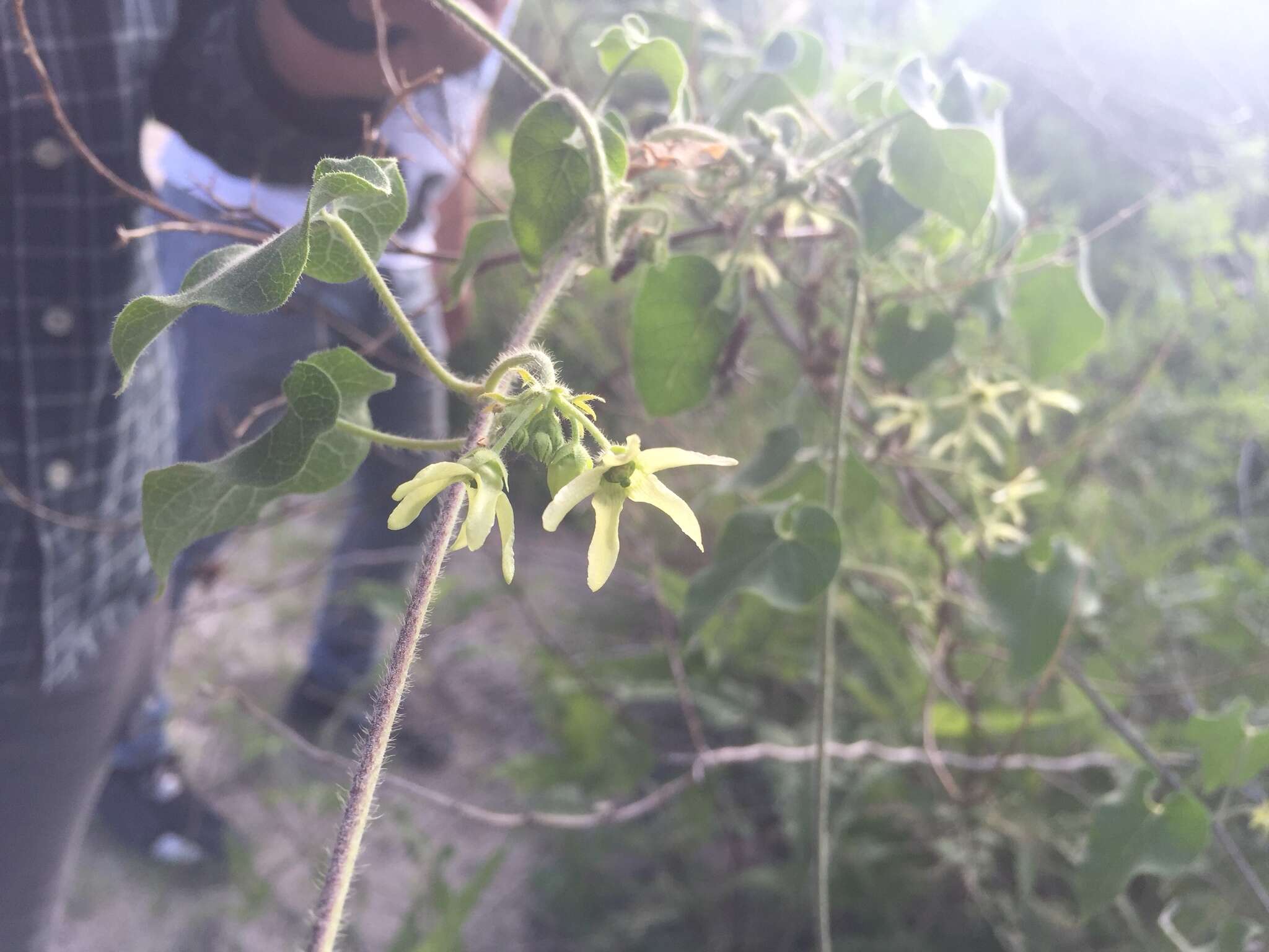 Image of Sonoran milkvine