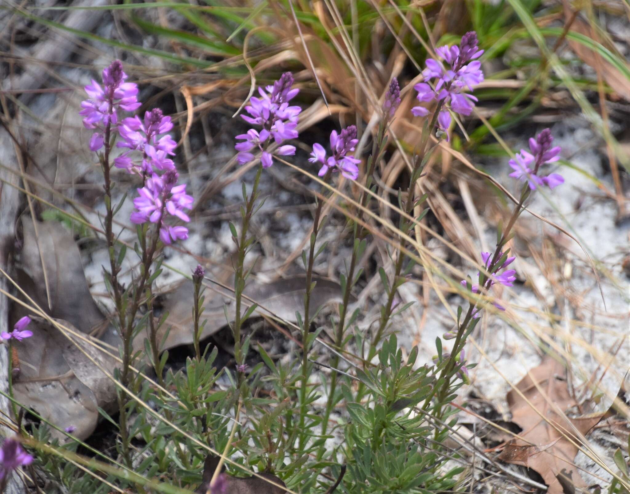 Image of Lewton's milkwort