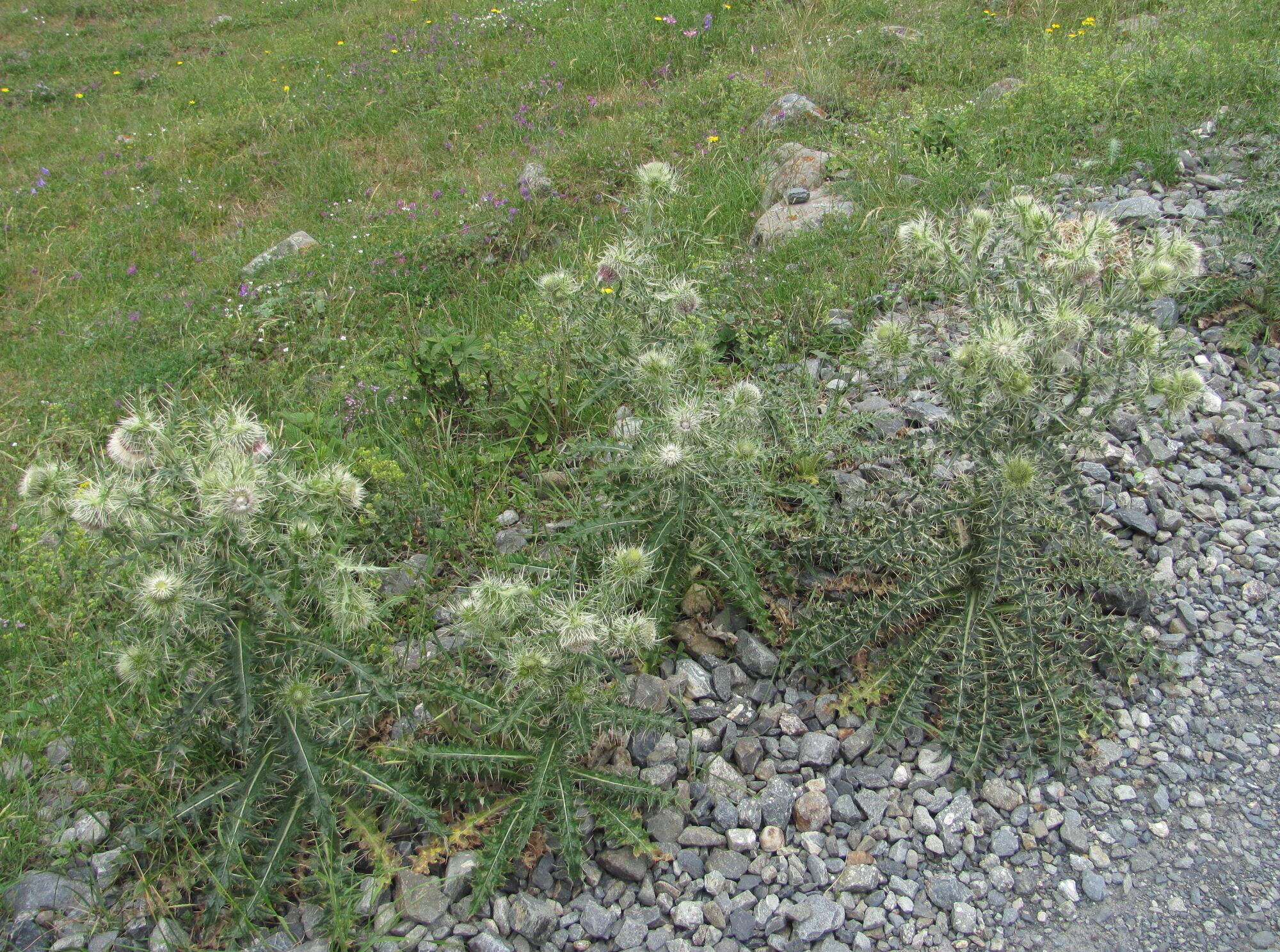 Image of Cirsium echinus (M. Bieb.) Hand.-Mazz.