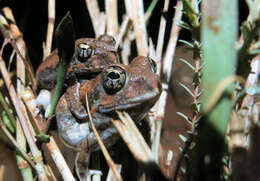 Image of Natal Sand Frog