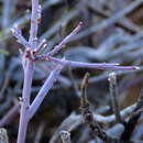 Image of Polygala ephedroides Burch.