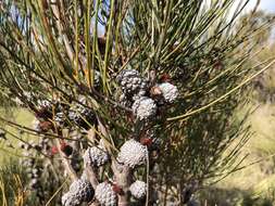 Image of Allocasuarina mackliniana L. A. S. Johnson