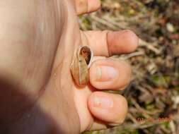 Image of <i>Monadenia troglodytes</i> Hanna & A. G. Smith 1933