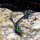 صورة Ophiogomphus carolus Needham 1897