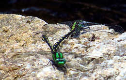 Image of Riffle Snaketail