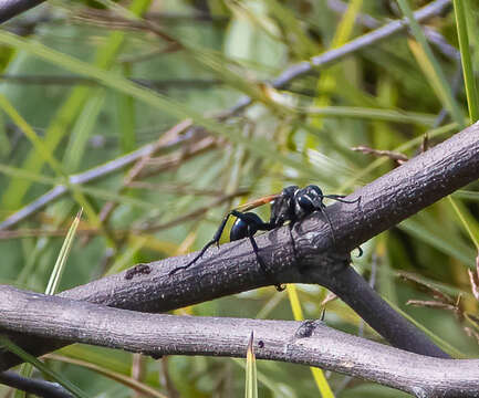 Sivun Prionyx saevus (F. Smith 1856) kuva