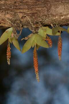 Oberonia recurva Lindl.的圖片