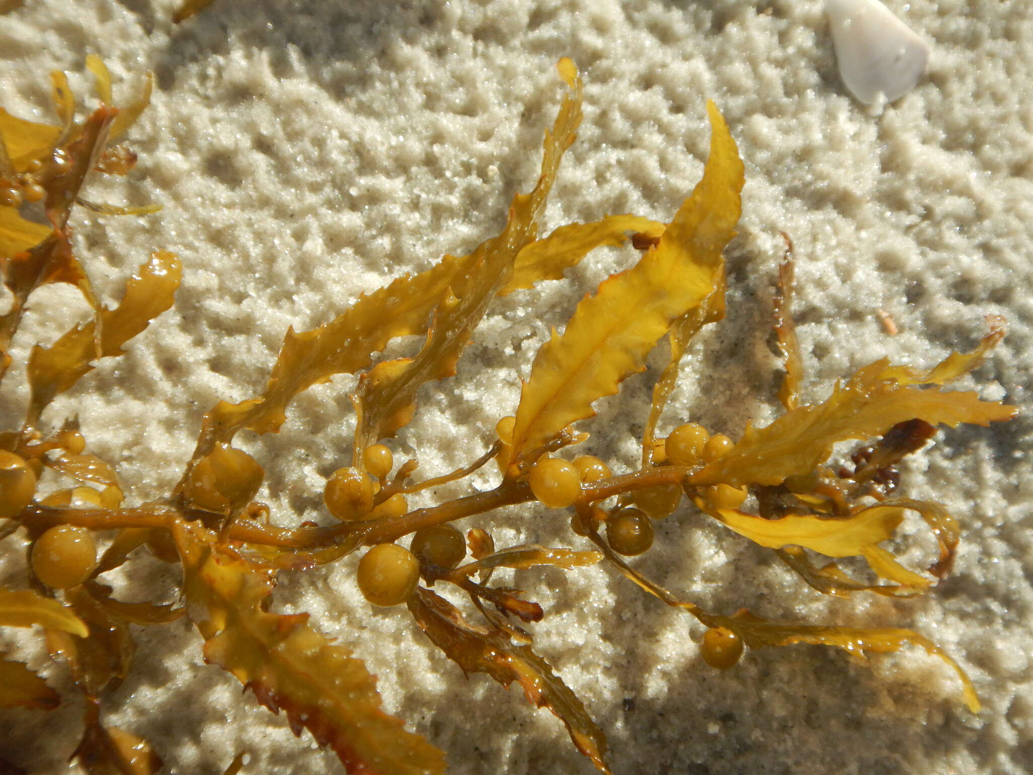 Image of Sargassum fluitans