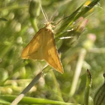 Image of Aspitates collinaria Holt-White 1894