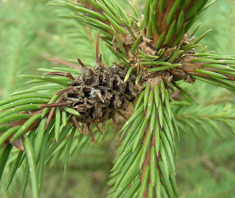Image of Larch Adelges