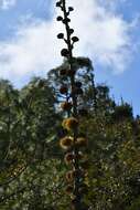 Image of Agave hiemiflora Gentry