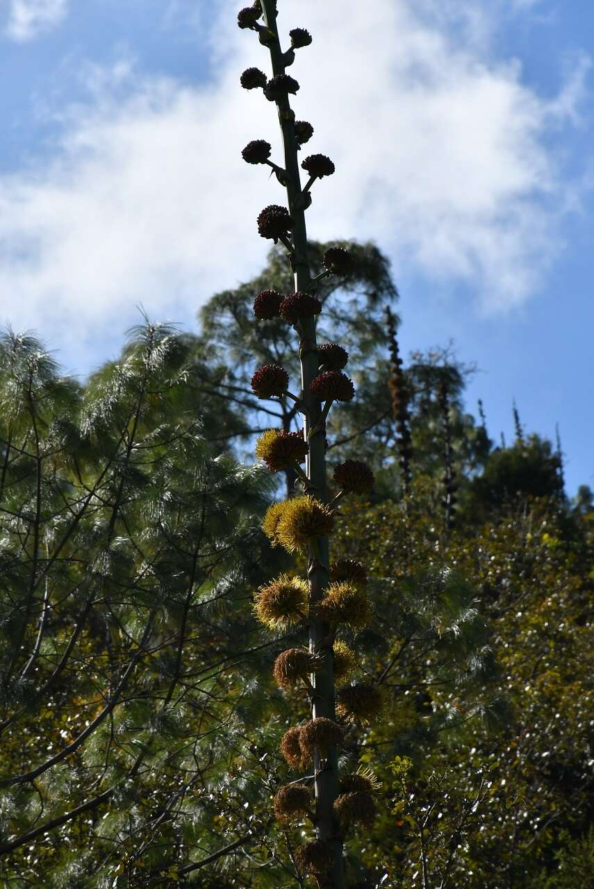 Image of Agave hiemiflora Gentry