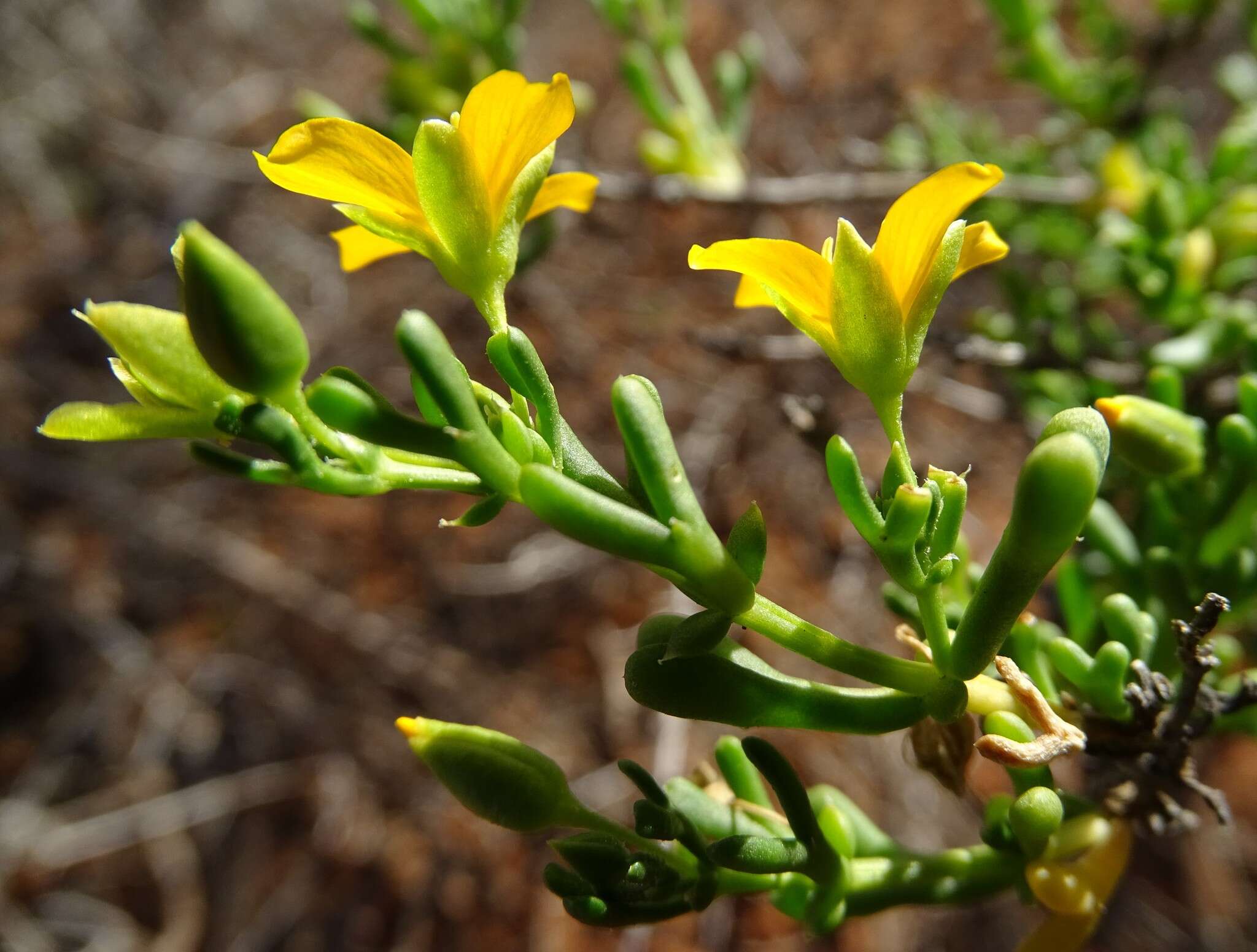 Image of Roepera aurantiaca Lindl.