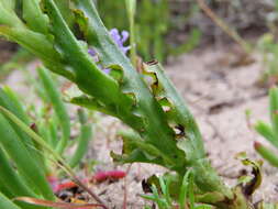 Image of Corycium crispum (Thunb.) Sw.