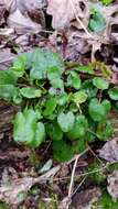 Image of golden ragwort