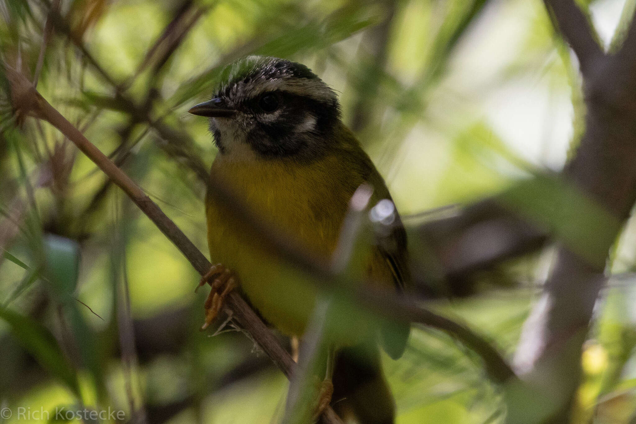 Image of Santa Marta Warbler