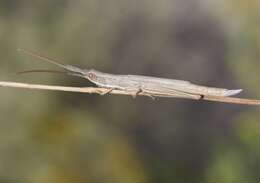 Image of Wyoming Toothpick Grasshopper