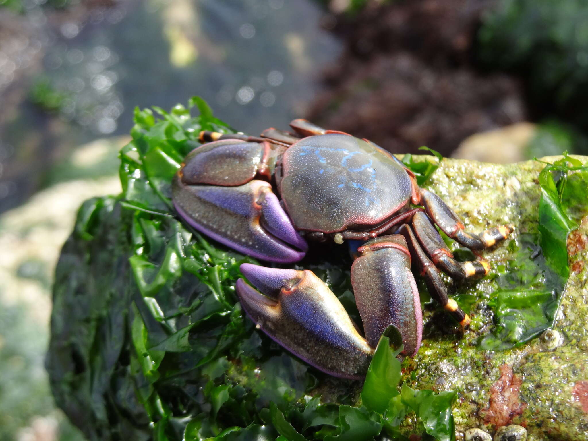 Image de Petrolisthes violaceus (Guérin 1829)