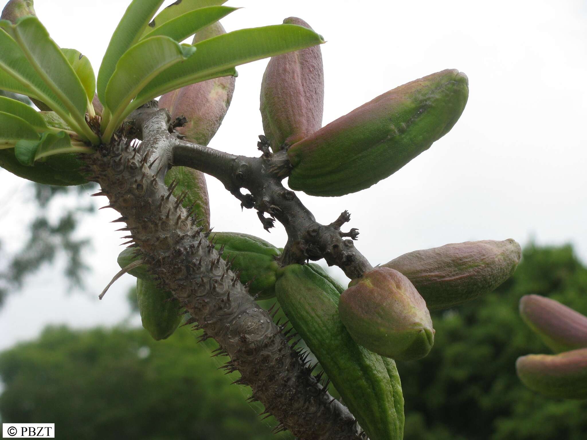 Image of Pachypodium lamerei Drake