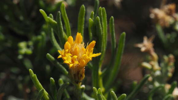 Image of chaparral goldenbush