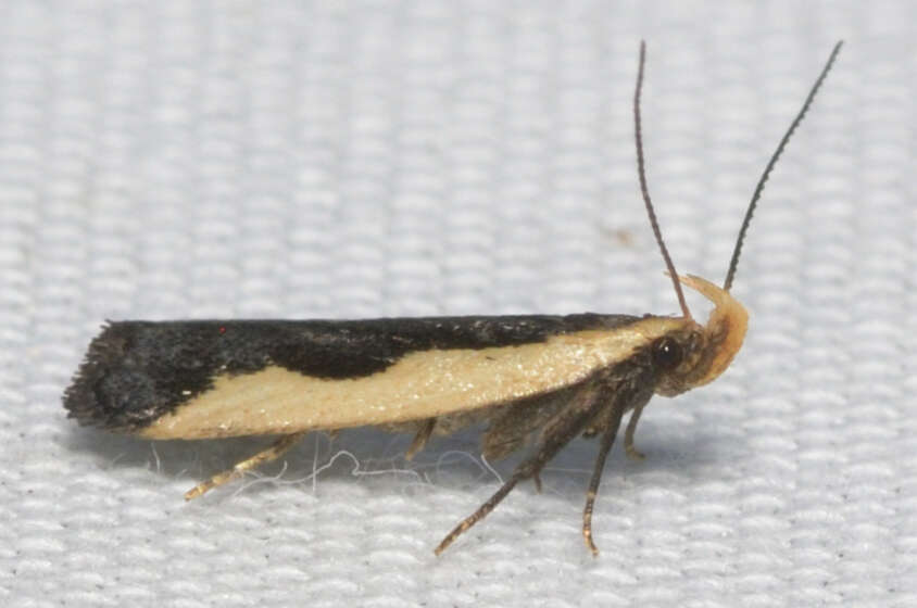 Image of Indented Dichomeris Moth