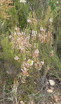 Image of Erica glomiflora var. glomiflora