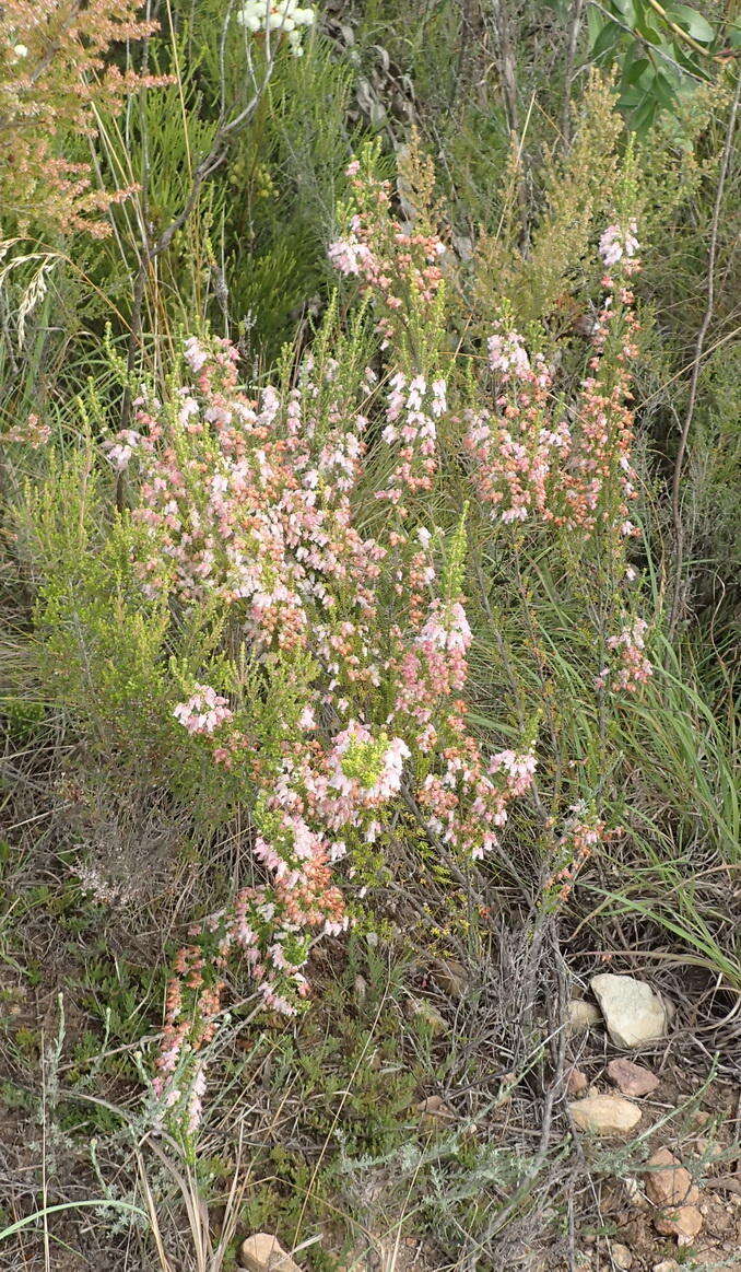 Image of Erica glomiflora var. glomiflora