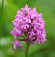 صورة Anacamptis pyramidalis (L.) Rich.