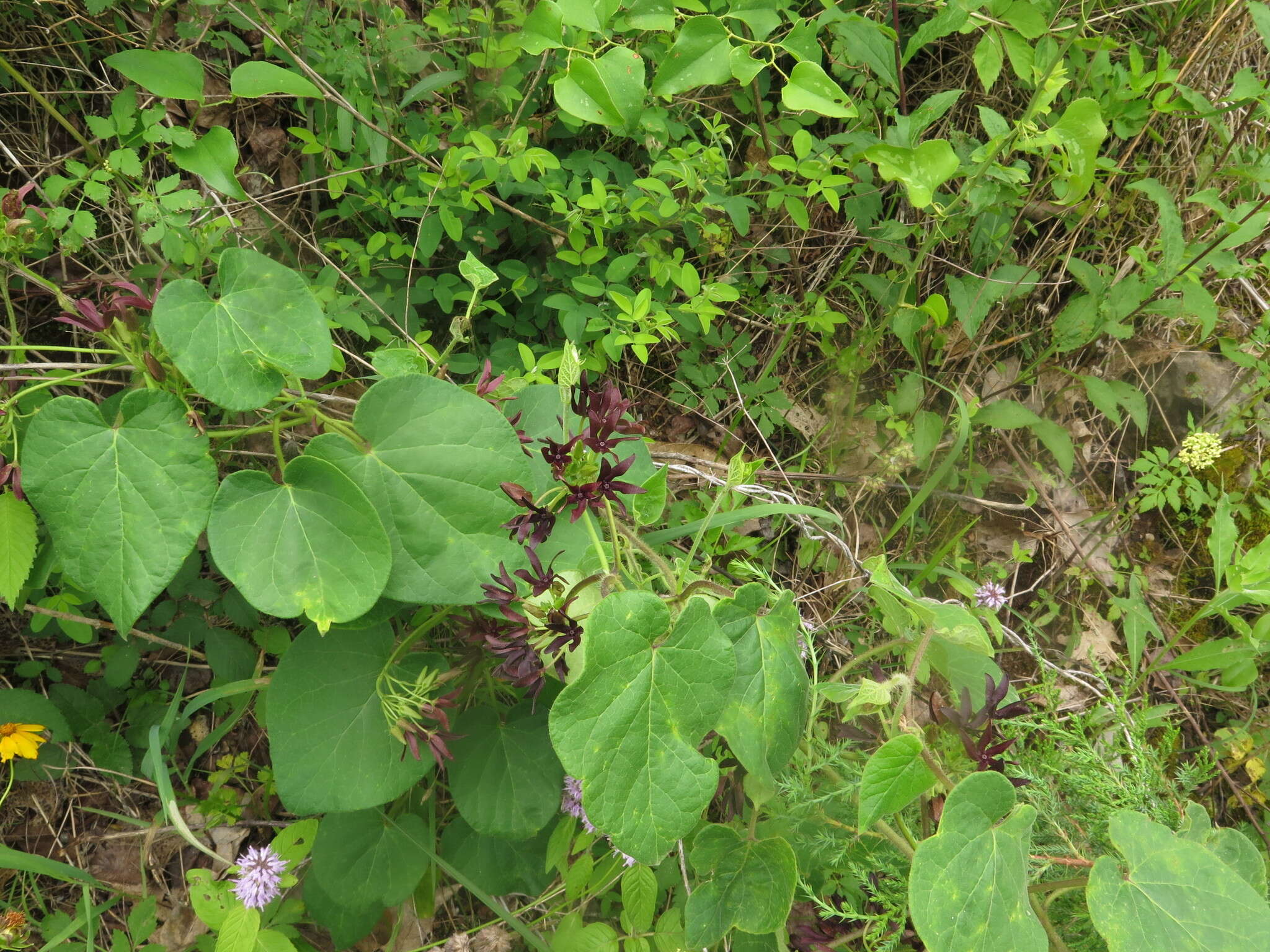 Image of oldfield milkvine