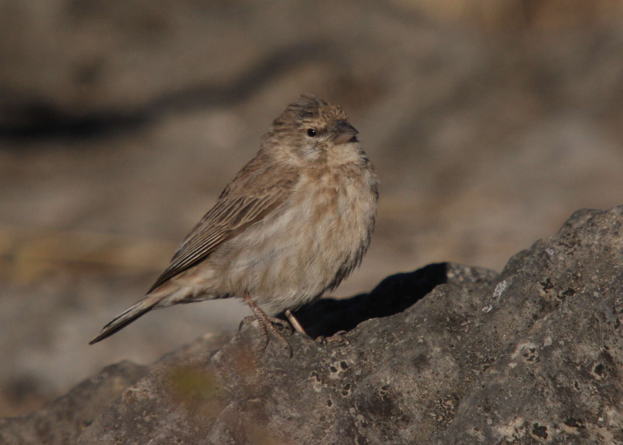 Image of Yemen Serin