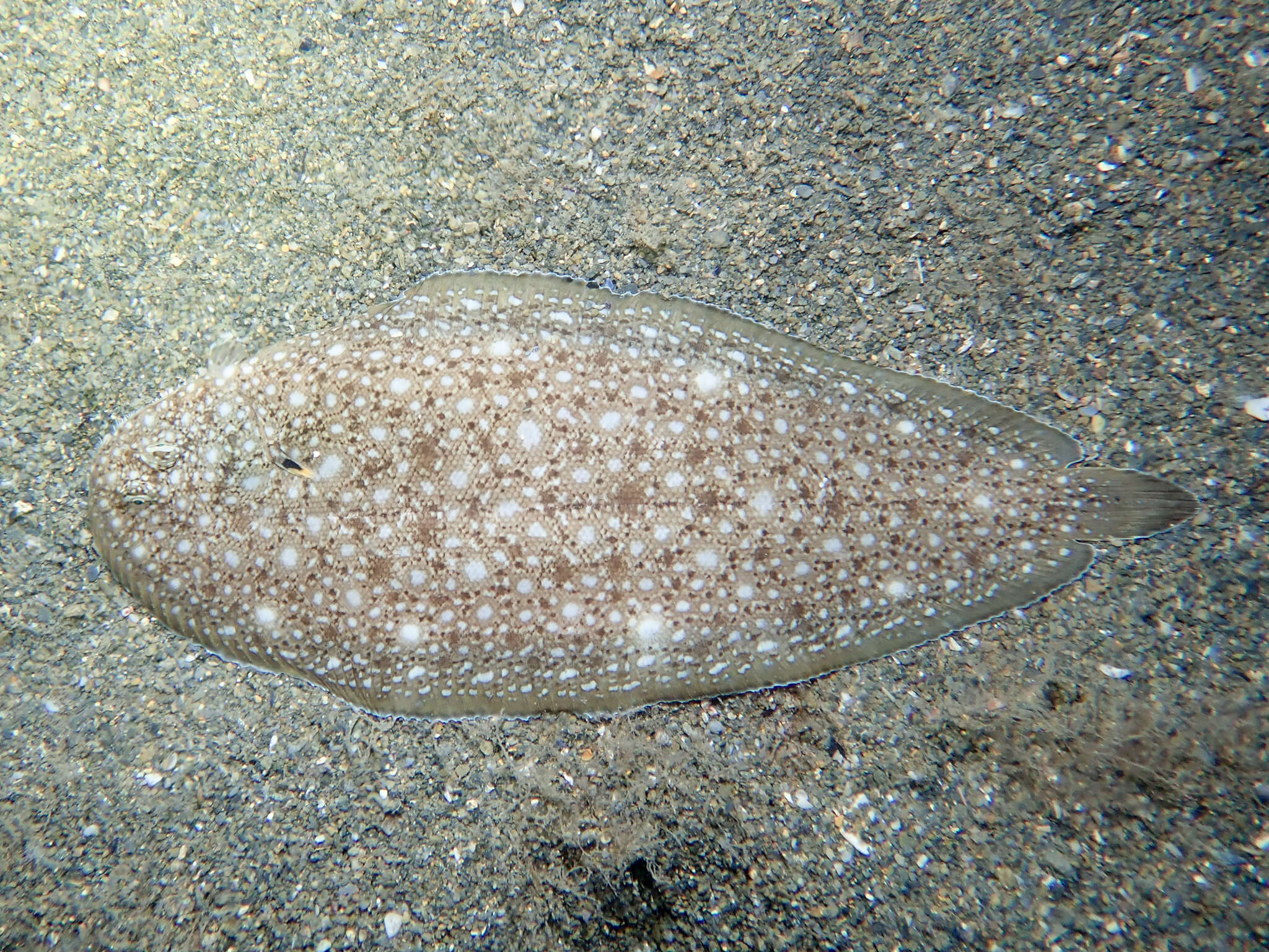 Image of Synapturichthys