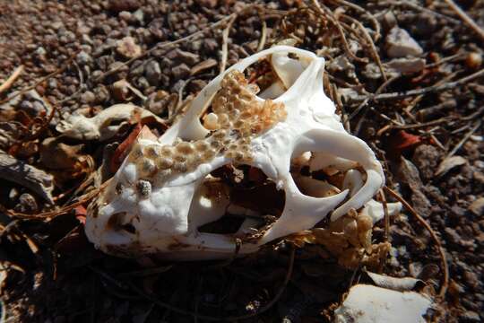 Image of Monserrat Chuckwalla