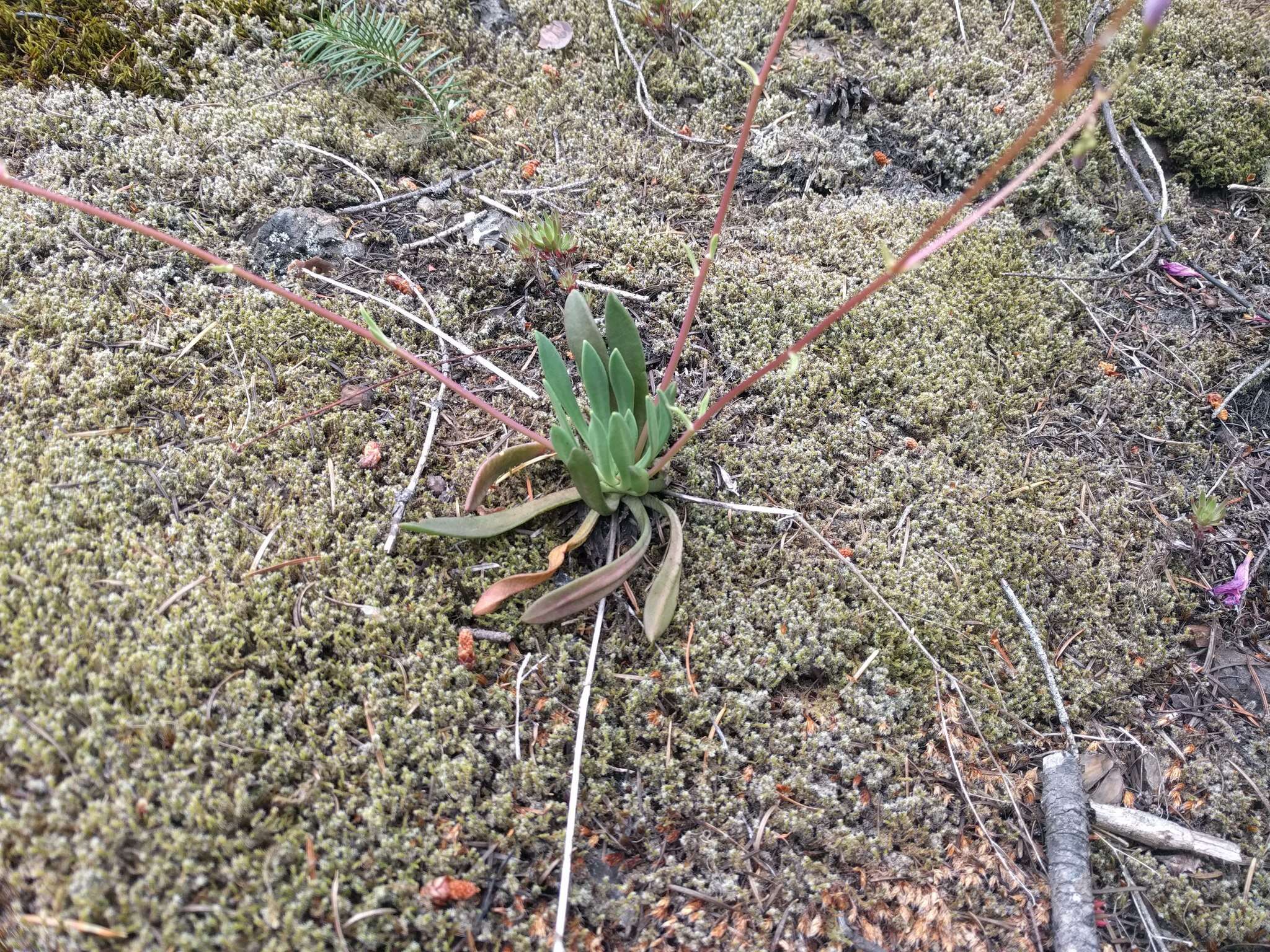 Image of Columbian lewisia