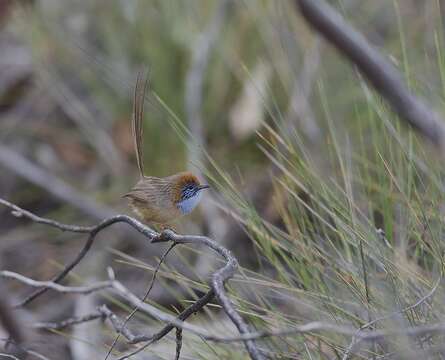 Image of Mallee Emu-wren