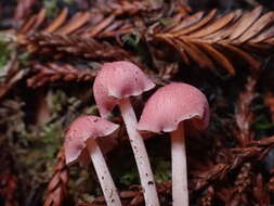 Image of Entoloma subrubineum (Largent & B. L. Thomps.) Noordel. & Co-David 2009